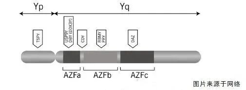 有些男性的不育是基因的问题！