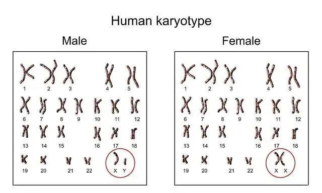 有些男性的不育是基因的问题！