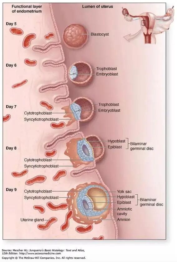 试管婴儿移植后，胚胎成功着床的迹象有哪些？