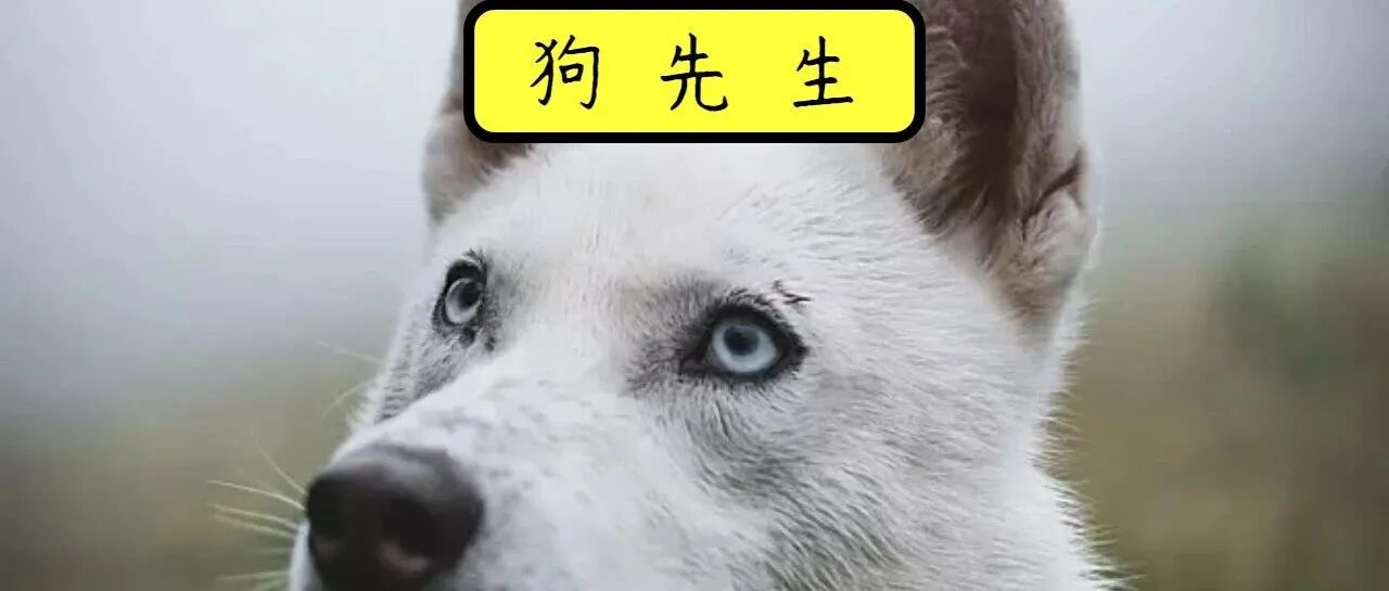 无法阻止哈士奇拆家，网友最终选择了狗肉火锅...