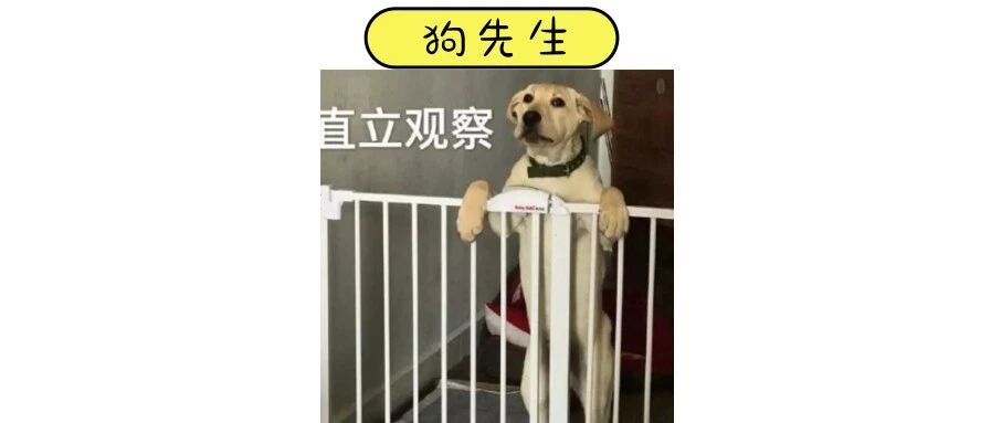 这只狗靠放屁，“统治 ”了全家！