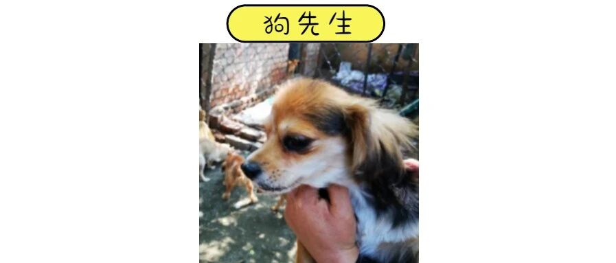 春节将至，本该吃上年夜饭的数百只流浪毛孩子却遭遇断粮危机，急需帮助！