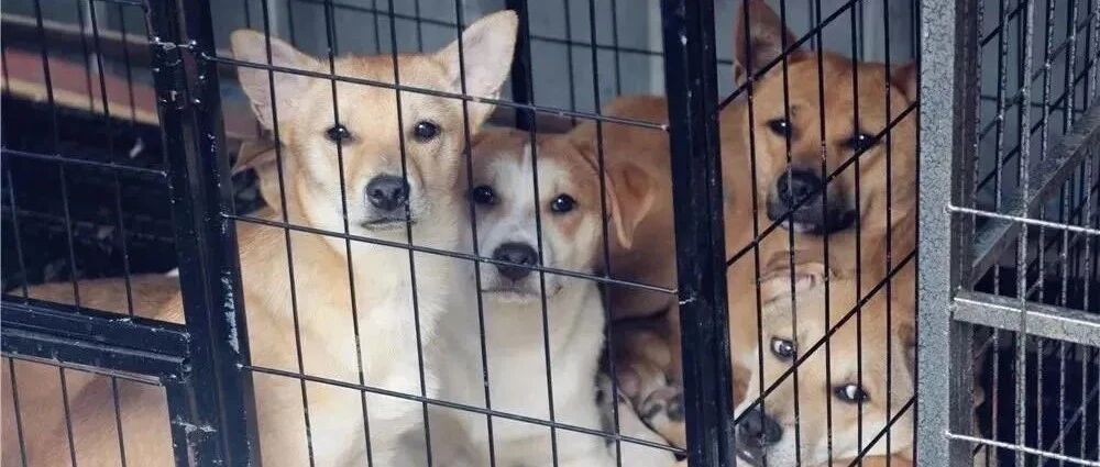 苦撑了26年，65岁钱阿姨带的600多只狗狗即将面临断粮，请帮帮她吧！