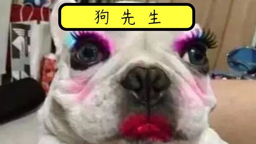 偷狗新招数！她用母泰迪“色诱”了8只公泰迪！