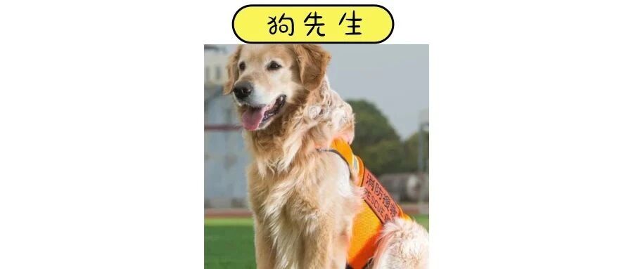 她叫图图，90岁了还在为人拼命。