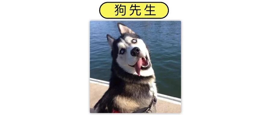 一个主人写给哈士奇的一封信…