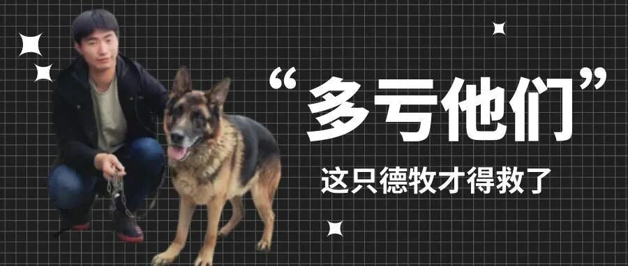 疫情不能带狗回家，这个主人竟然把德牧卖给狗贩子，但是幸好遇到了他们...