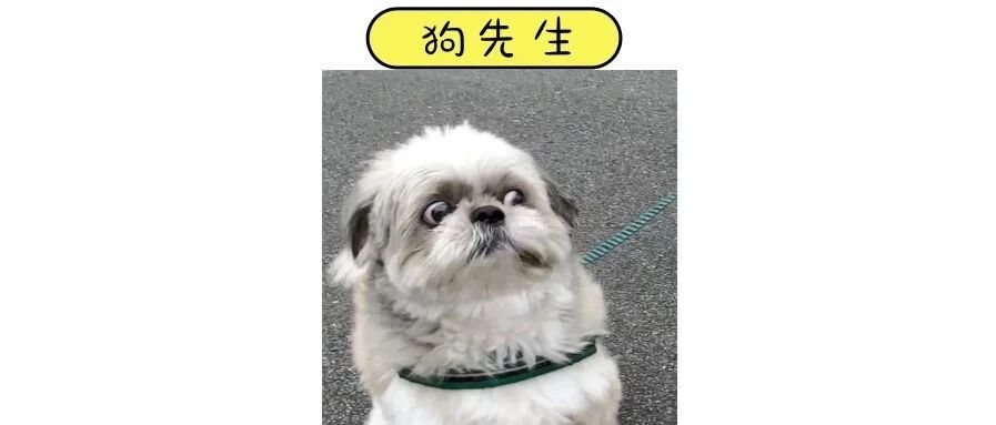 社恐狗出门，满脸写着：莫挨老子