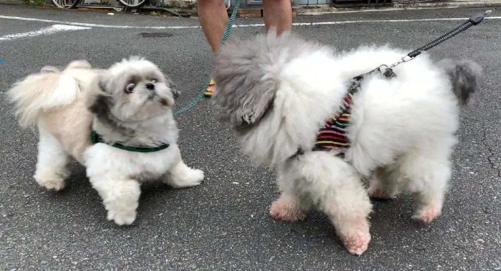 社恐狗出門，滿臉寫著：莫挨老子 寵物 第5張