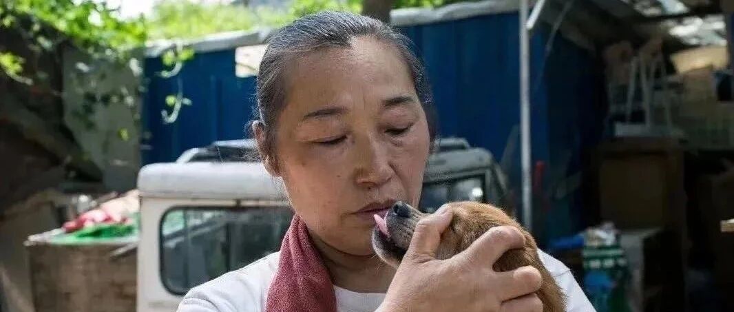 为济宁朱阿姨的上千只流浪毛孩筹点年夜饭吧，她30年的坚守只为了它们活下去