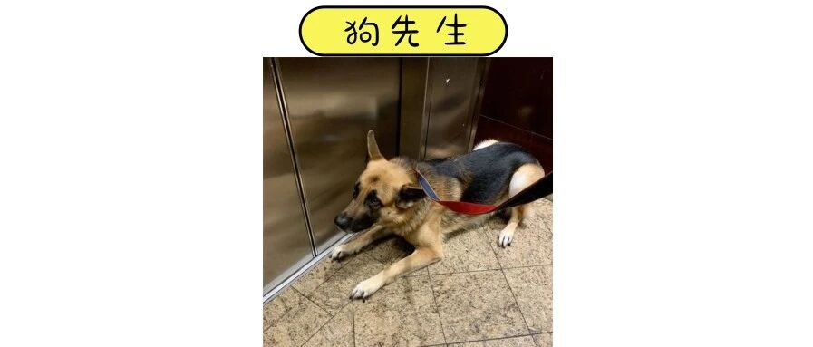 带狗坐电梯，差点要了狗命！