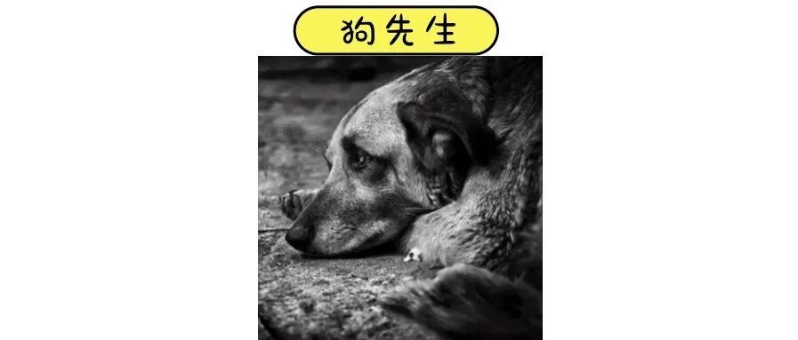 给流浪狗身上装了摄像头，才知道它们一天居然是这样……