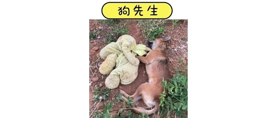 我也想要个娃娃！