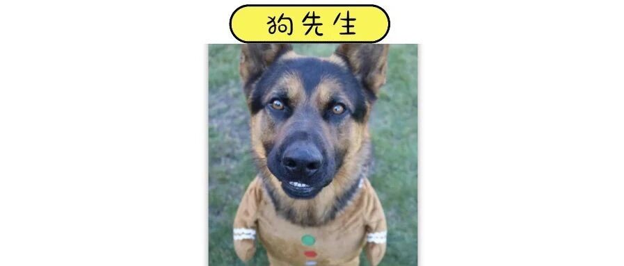 新西兰警方上班时间晒狗，领导说：成何体统！