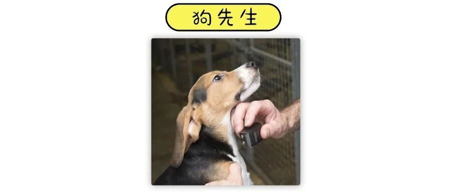 “出生就被囚禁，一天被扎200针，我被你们毁了”