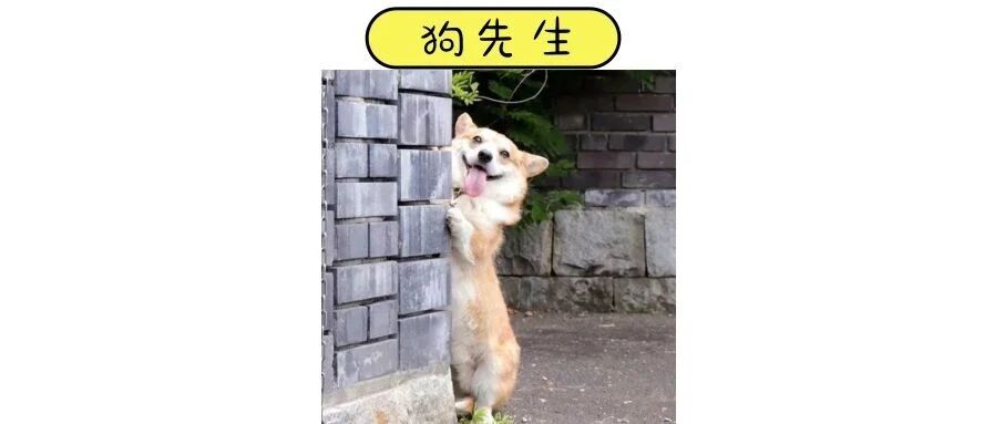 养了一直“影帝”小柯基，每天都好像看大片！