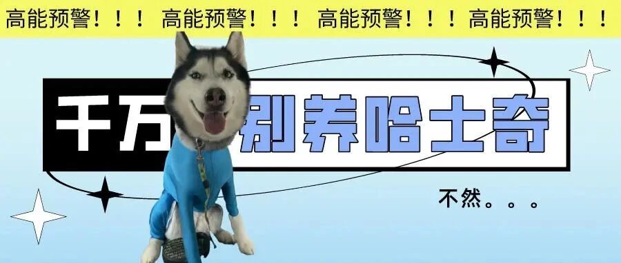 我疯了才会养哈士奇.....