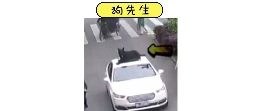 为了出门，他竟然把狗放在了车顶......
