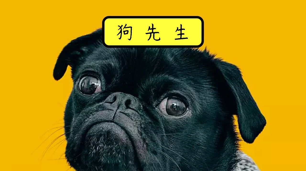 为啥德国没有流浪狗？？？