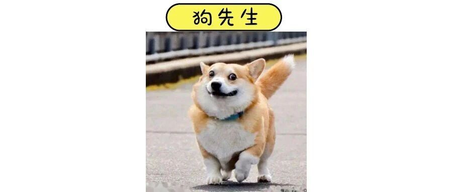 没用的养犬条例！