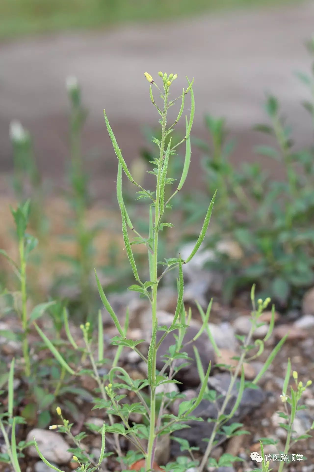 ceae白花菜屬的植物 別名: 黃花菜 臭矢菜 向天黃 黃醉蝶花 羊角菜