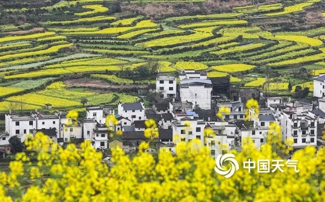 一沐春风万顷黄 全国油菜花地图看哪里花开正艳 柠檬资讯
