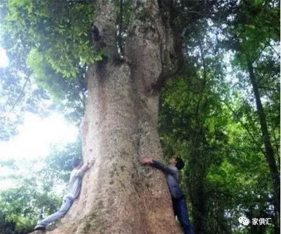 中国最大的三棵金丝楠树，被风吹断的树枝就卖了四十万
