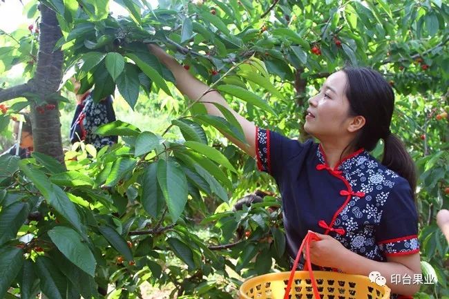 农林卫视致富经_陕西农林卫视致富故事会_陕西农林卫视致富经