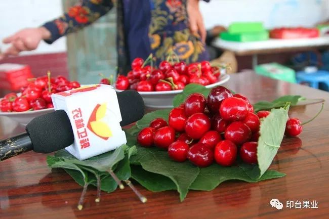 农林卫视致富经_陕西农林卫视致富经_陕西农林卫视致富故事会