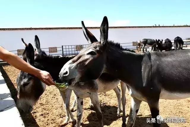 养驴致富视频_养驴的效益_致富经养驴