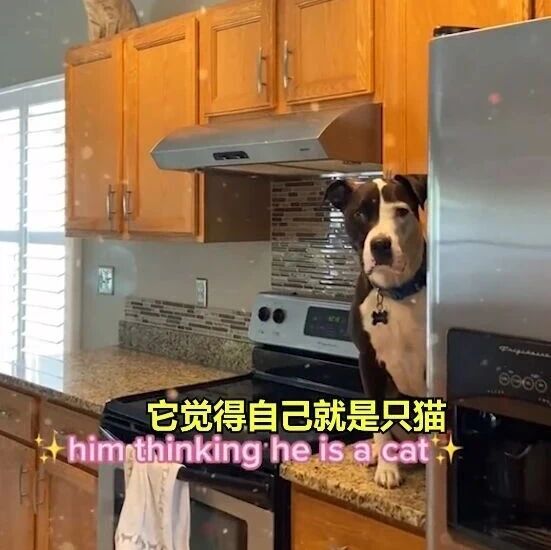 被猫带大的狗子，这日常…非常猫化了