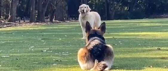 从小一起长大的金毛和德牧，每次见面都是充满仪式感