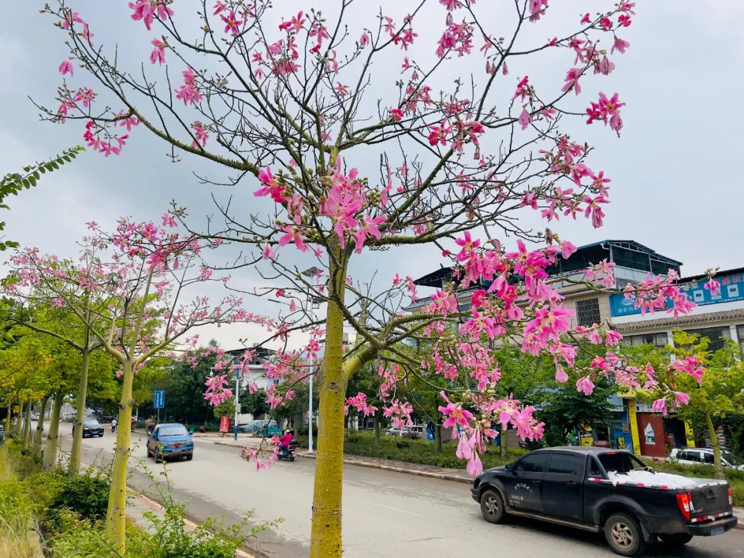 來,濤源鎮在美麗鄉村規劃建設進程中,在行道路旁種植了上千棵黃金雨花