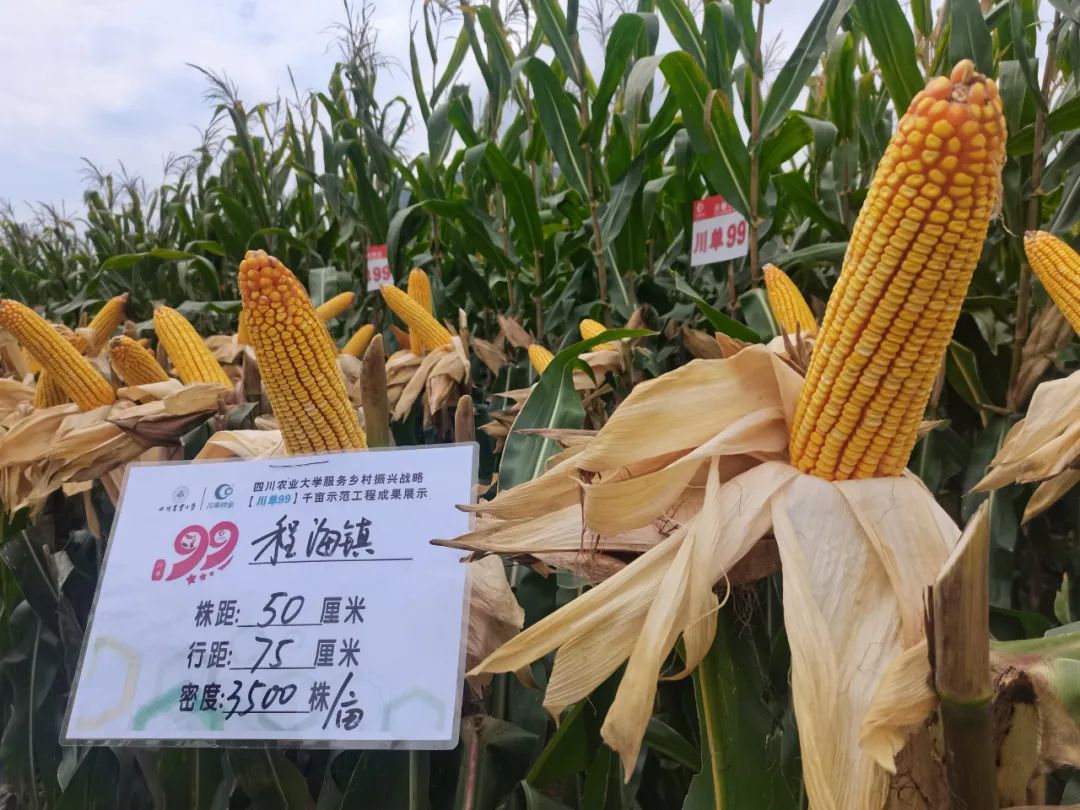 玉米新品种川单99在永胜示范种植成功