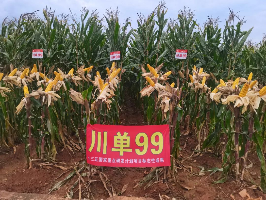 玉米新品种川单99在永胜示范种植成功