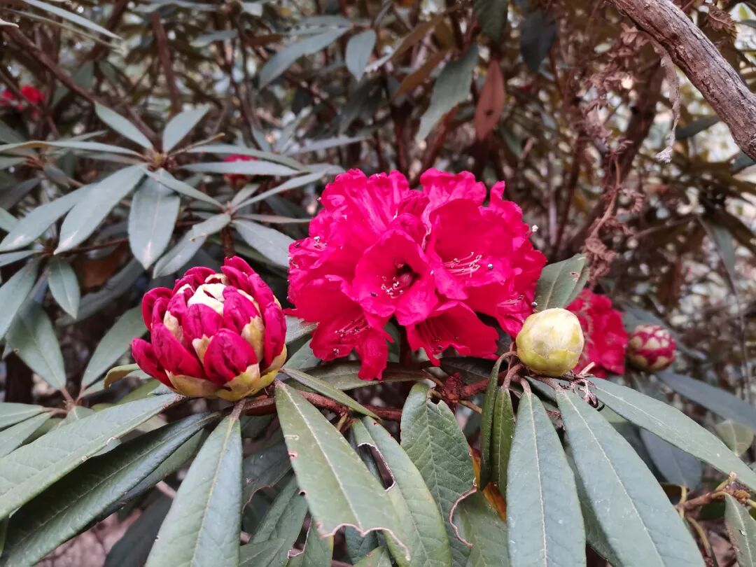 十万多株杜鹃花竞相绽放丽江这个地方姹紫嫣红春意浓