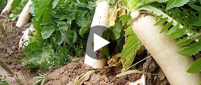 白萝卜和它一起吃等于“砒霜”，很多人却以为是补品！大家该看看