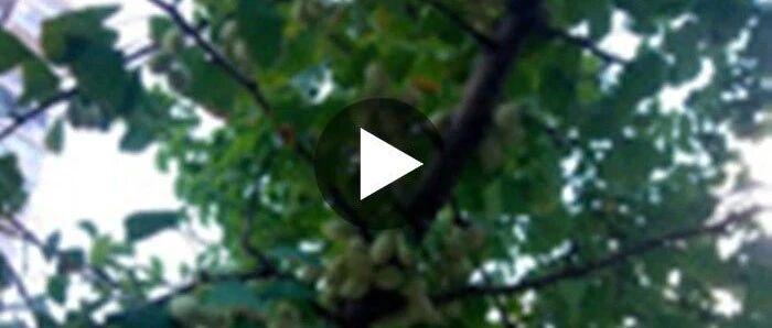 血栓的“天敌”找到了，常吃增强记忆力，老年痴呆绕道走