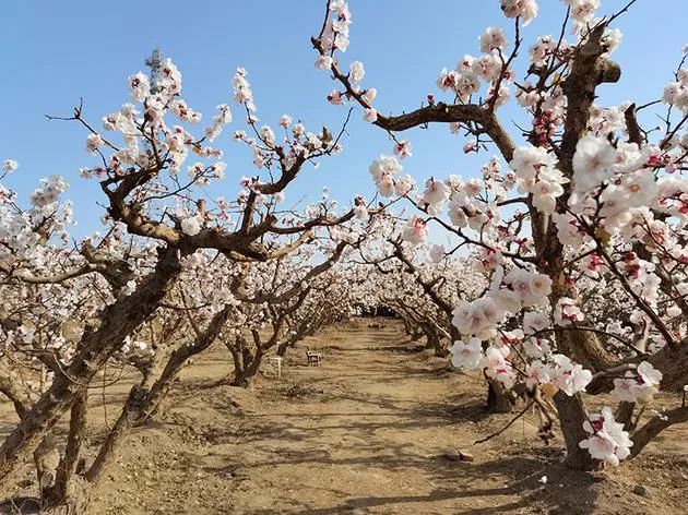 踏春好去处！新疆兵团这里400亩杏花林迎赏花季