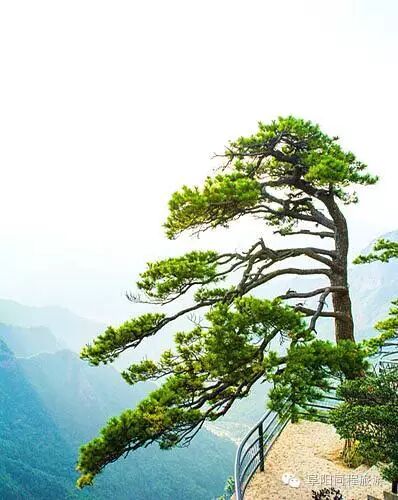 最老 的松树▼▼▼