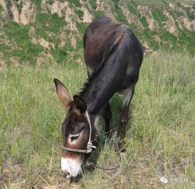 二,庆阳驴