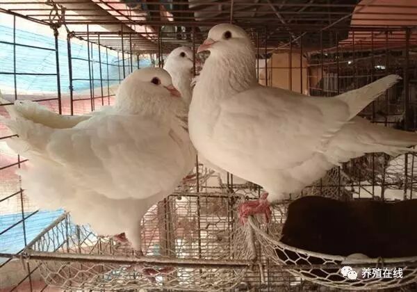 肉鸽养殖周期短,成本低,收效快,效益高,是一项极具发展前景的养殖业