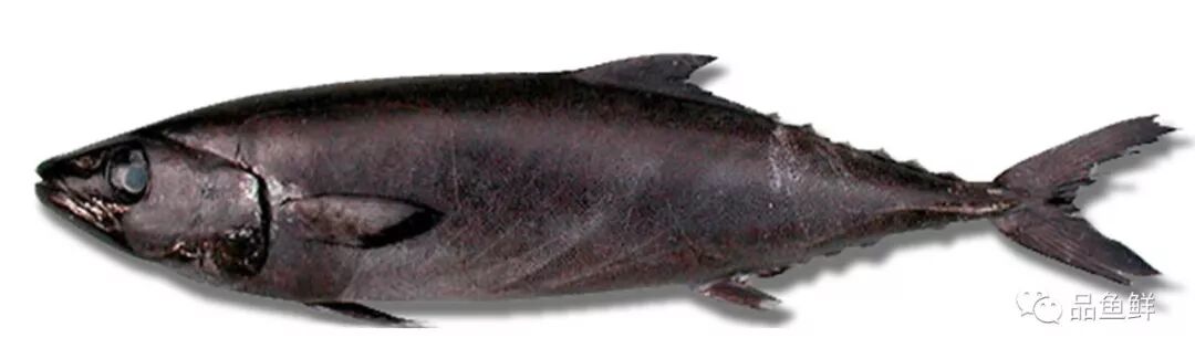 棘鳞海蛇_棘鳞蛇鲭价格_棘鳞蛇鲭