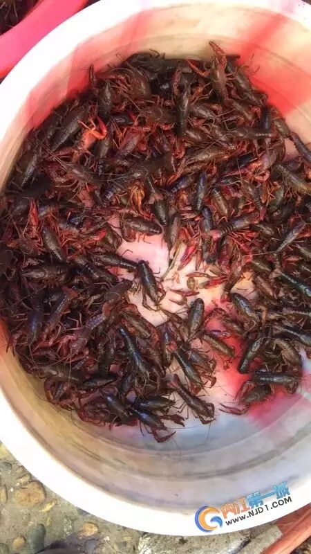 在内江这里买小龙虾的注意了,千万不要让虾子离开你的视线!