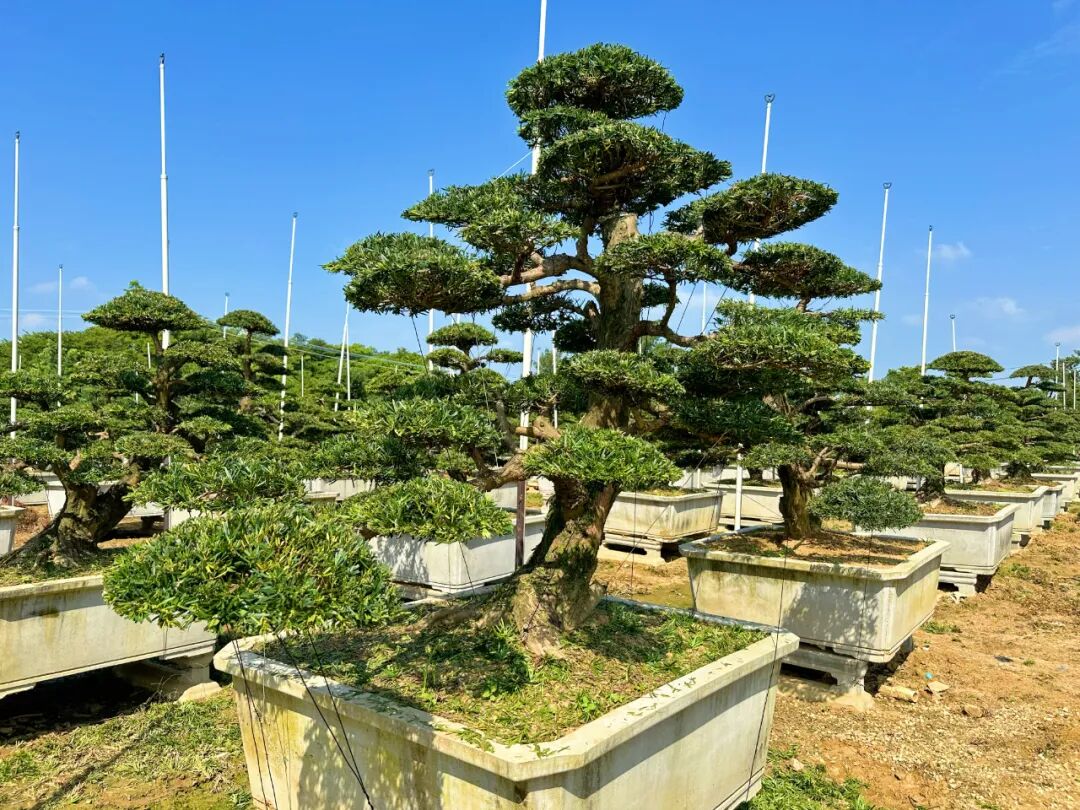 银海罗汉松乘rcep东风销往柬埔寨这是北海市首张罗汉松销售国际单