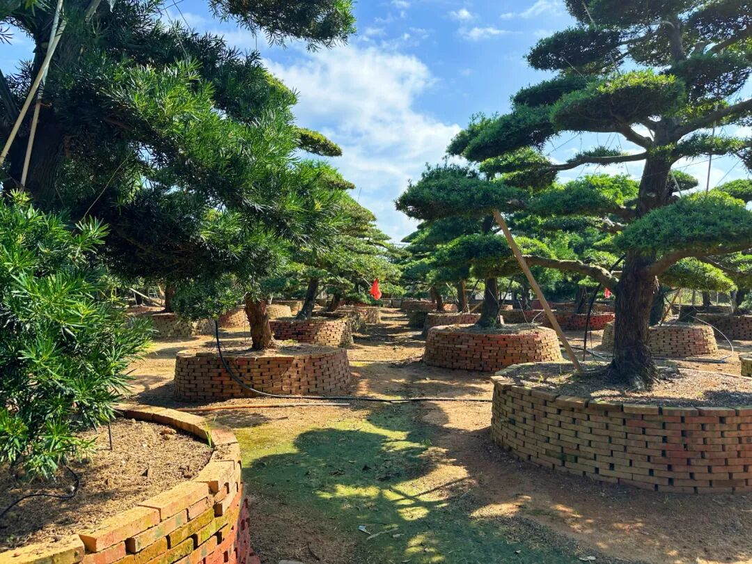 银海罗汉松乘rcep东风销往柬埔寨这是北海市首张罗汉松销售国际单