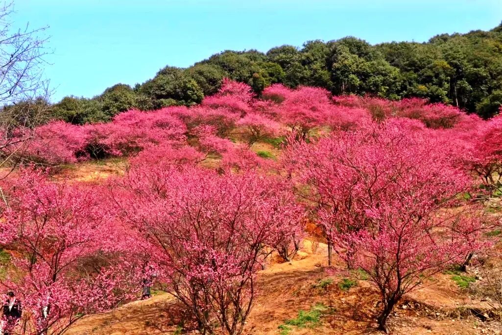 红梅漫山奉化赏梅踏春