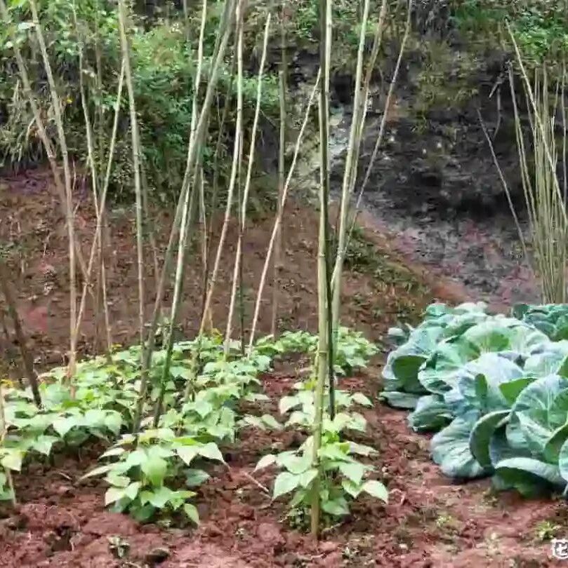 向往 | 老了就回农村去，种一片菜园，养一院繁花