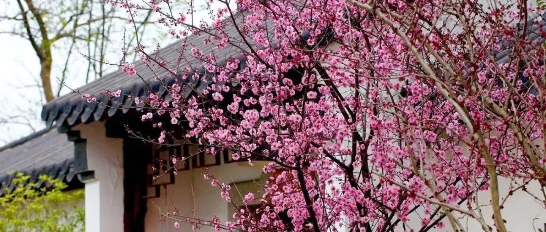 家里别养这种花，越养风水越差！