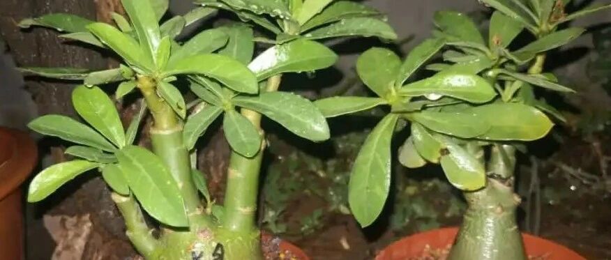 12月，这花断水、断肥，啥都不管到明年